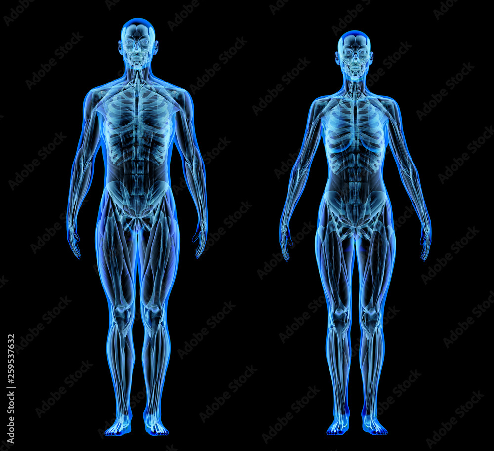 Man and woman muscle and skeletal systems. X-ray. Man and woman muscle and skeletal systems. X-ray.