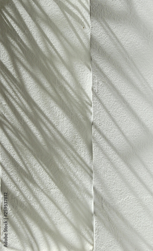 Obraz premium shadow tree on white wall