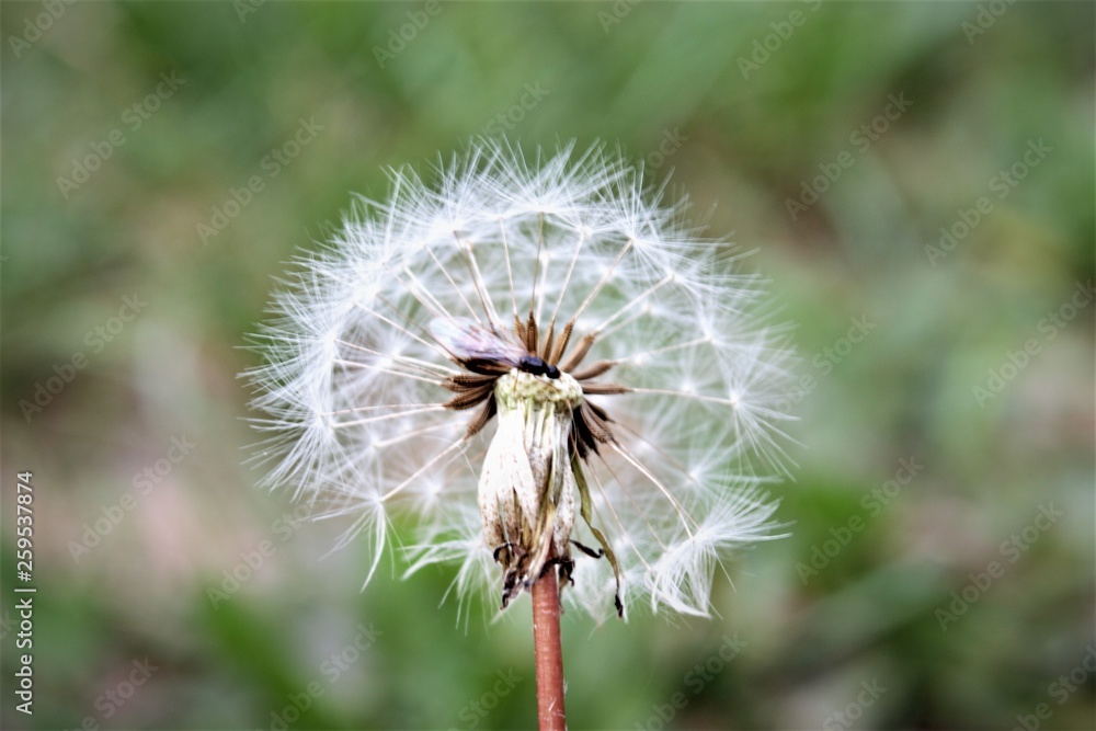 Fototapeta premium Leben im Leben