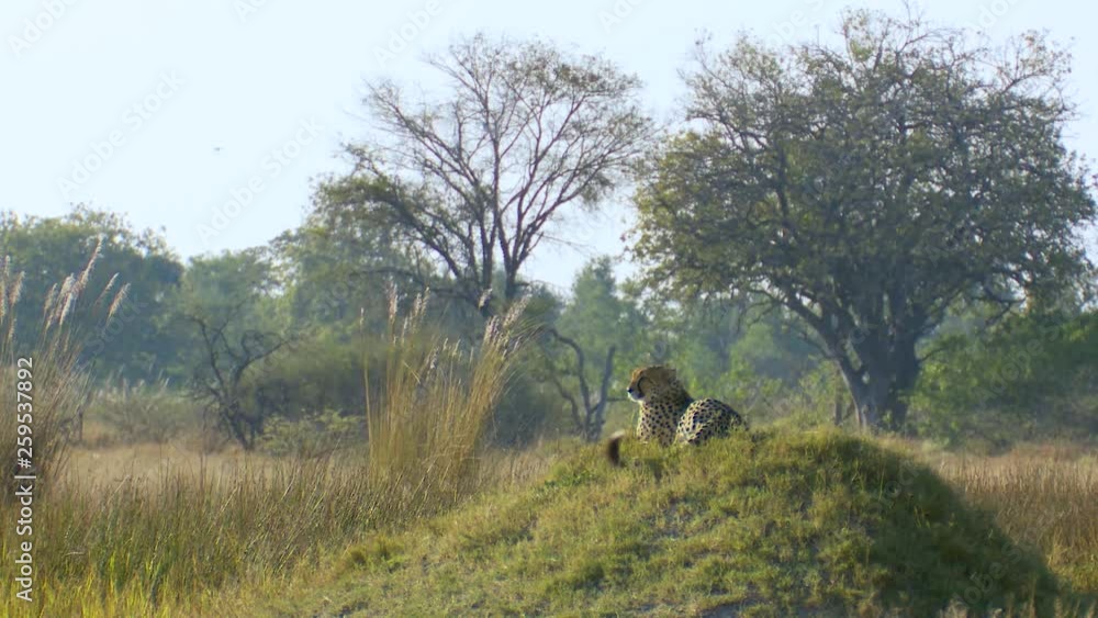 Wide shot of a cheetah laying on top of a hill and swatting flies with his tail Wide shot of a cheetah laying on top of a hill and swatting flies with his tail