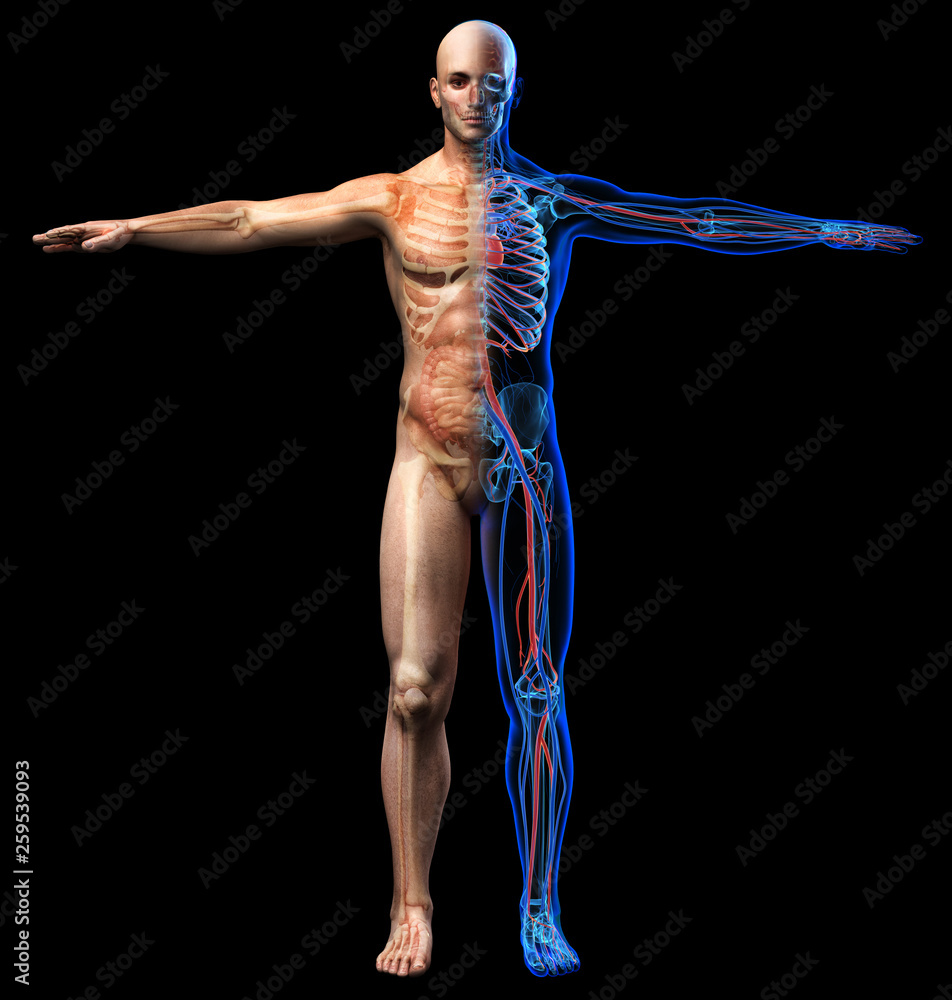 Man skeletal, internal organs diagram and x-ray cardiovascular system.