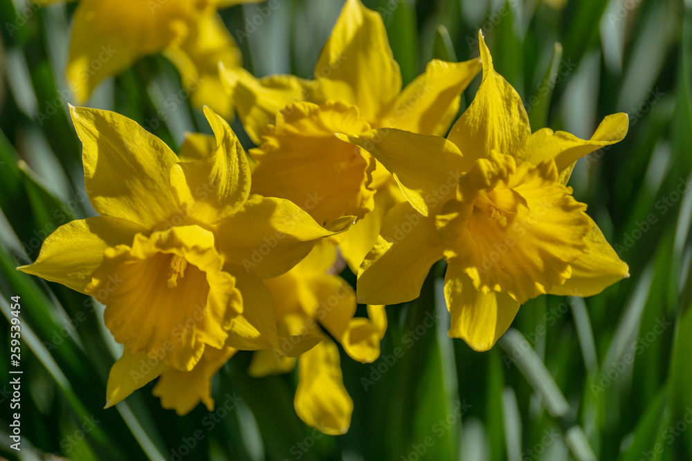 Close up of a group of yellow Daffodils Close up of a group of yellow Daffodils