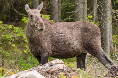 Fototapeta Naklejka Na Ścianę i Meble -  Close up of a large female moose in a forest in Sweden