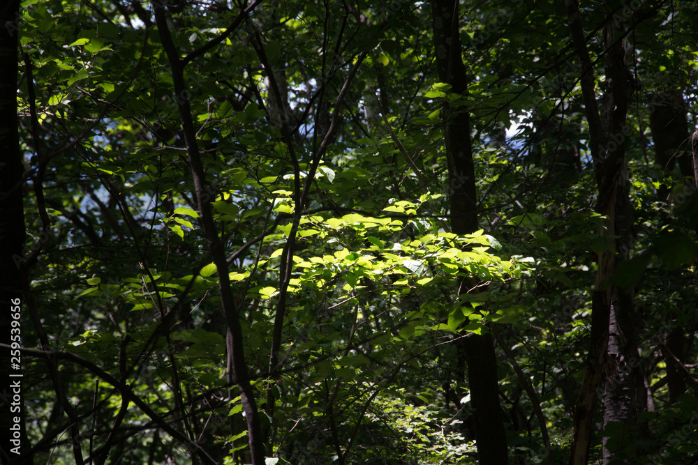 Obraz premium 木漏れ日と新緑のモミジの葉