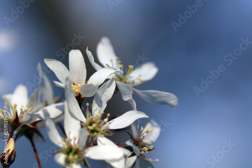 Bl  hende Amelanchier Felsenbirne an Ostern