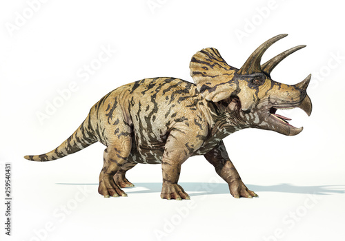 Triceratops 3d rendering On white background