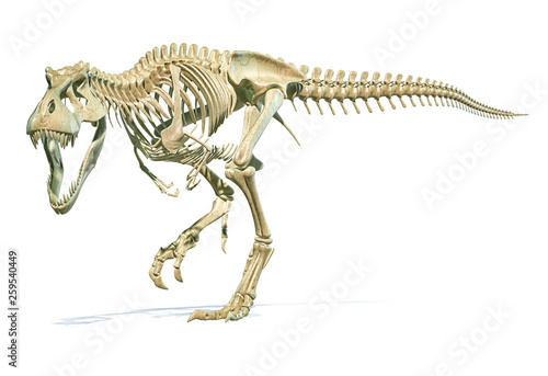 Fototapeta Naklejka Na Ścianę i Meble -  Tyrannosaurus Rex dinosaur photorealistic 3d rendering of full skeleton