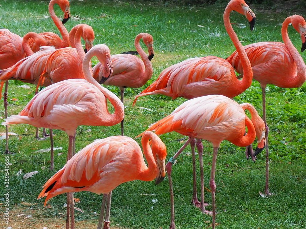 flamants roses flamants roses
