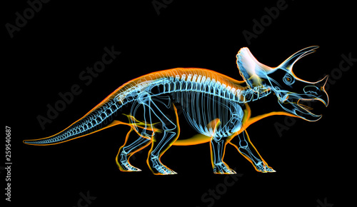 Triceratops skeleton x-ray  on black background. © matis75