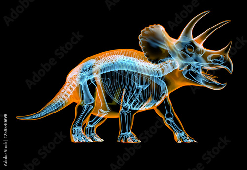 Triceratops skeleton x-ray  on black background. © matis75