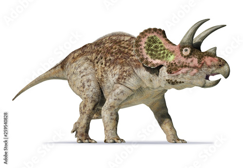 Triceratops 3d rendering On white background © matis75