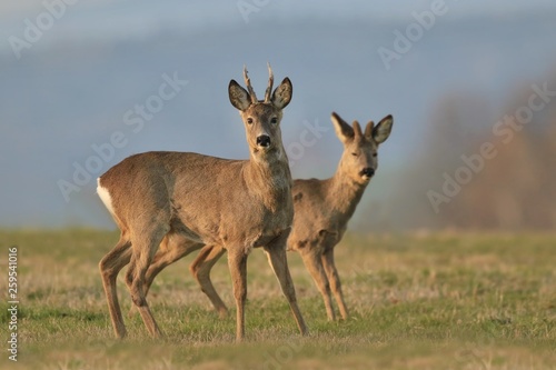 portrait of two roe deers in the grass. Wildlife scene from nature. Doe  deer grazing on meadow. Portrait of forest animal. Capreolus capreolus