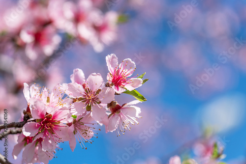 Close up of Pink Blossom Cherry Tree Branch  Sakura Flowers.