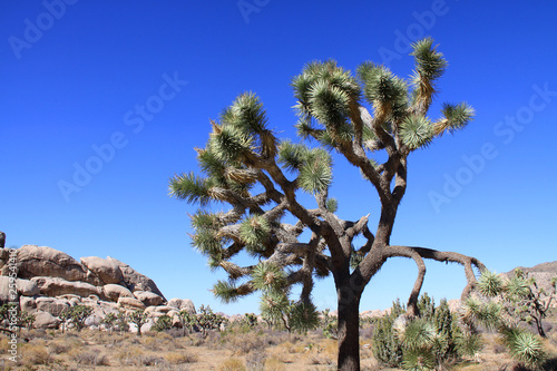 Joshua Tree National Park in California USA