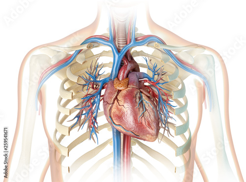 Konstfotografi Human heart with vessels,ribcage and bronchial tree.