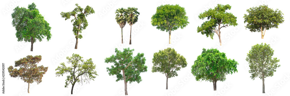 Group of tree on white background Group of tree on white background