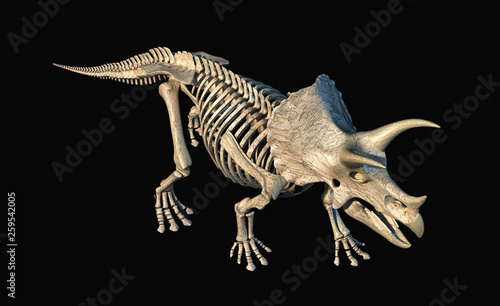 Triceratops skeleton 3d rendering on black background.