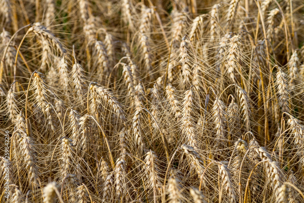 Fototapeta premium Épis de blé
