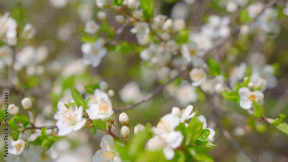 close-up of branches covered with flowering colors close-up of branches covered with flowering colors