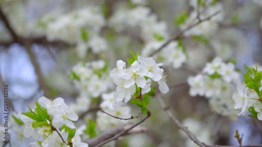 close-up of branches covered with flowering colors close-up of branches covered with flowering colors