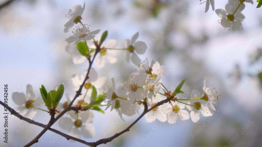 close-up of branches covered with flowering colors close-up of branches covered with flowering colors