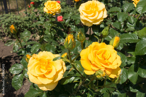 Rose bush with amber yellow flowers in June