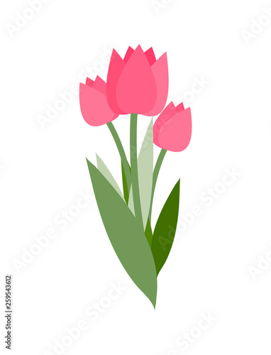 Spring flowers vector, isolated icon of tulips with long leaves. Symbol of international womens day, bouquet decoration. Bright decor flora blooming