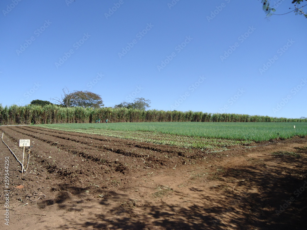 Obraz premium Fazenda Malunga Farm Orgânico Organic Products