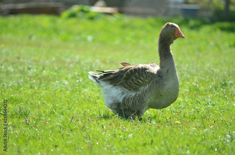Kholmogory and Toulouse geese Kholmogory and Toulouse geese