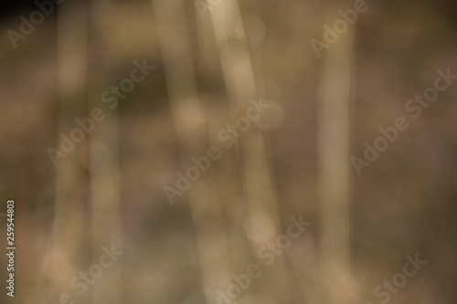 Blurred ornamental grasses in early spring (abstract bokeh background)