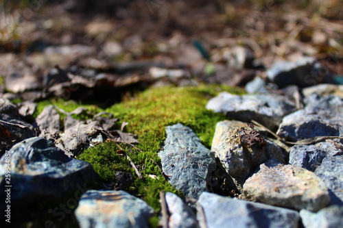 moss among the stones