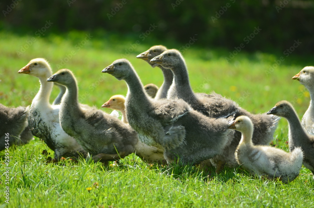 Kholmogory and Toulouse geese Kholmogory and Toulouse geese