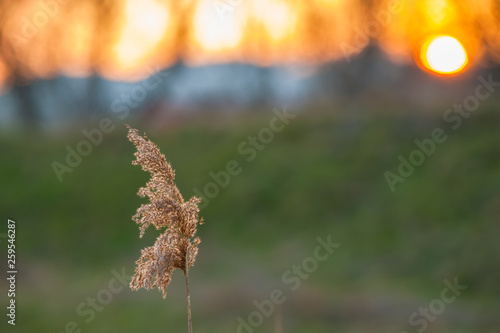 Dry grass at sunset , blurred trees in the background.
