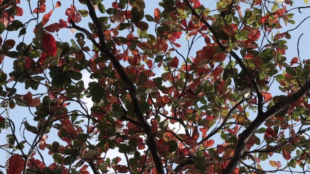 Orange and green leaves in pleasant wind Orange and green leaves in pleasant wind