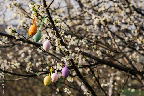 Colorful Easter eggs on a blooming flower tree.