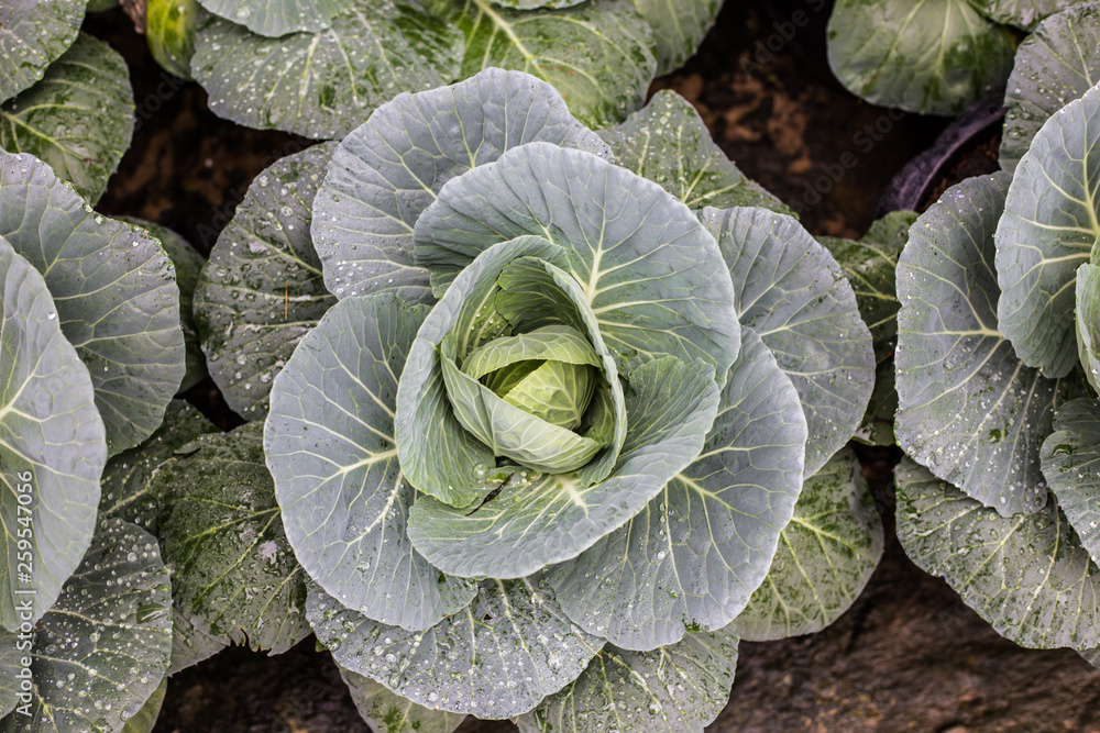 Fototapeta premium Fresh green cabbage plantation farm close up