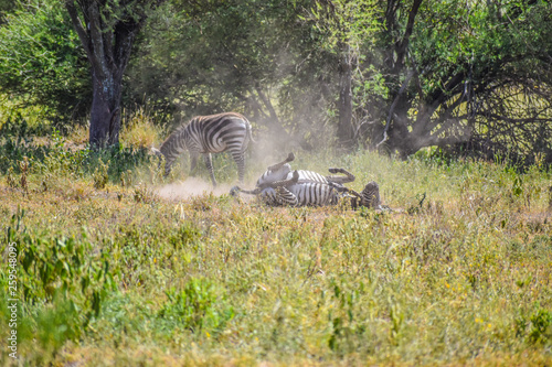 Tarangire Zebra