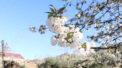 Wallpaper Mural Close up of a cherry tree in flower time Torontodigital.ca