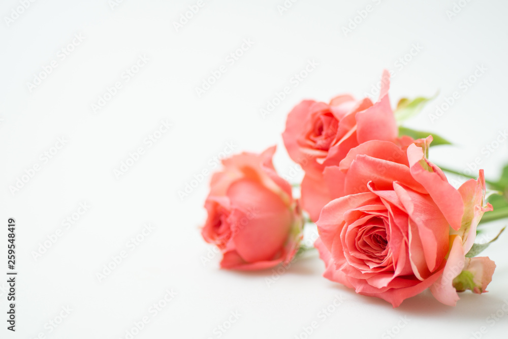 満開の赤いバラ