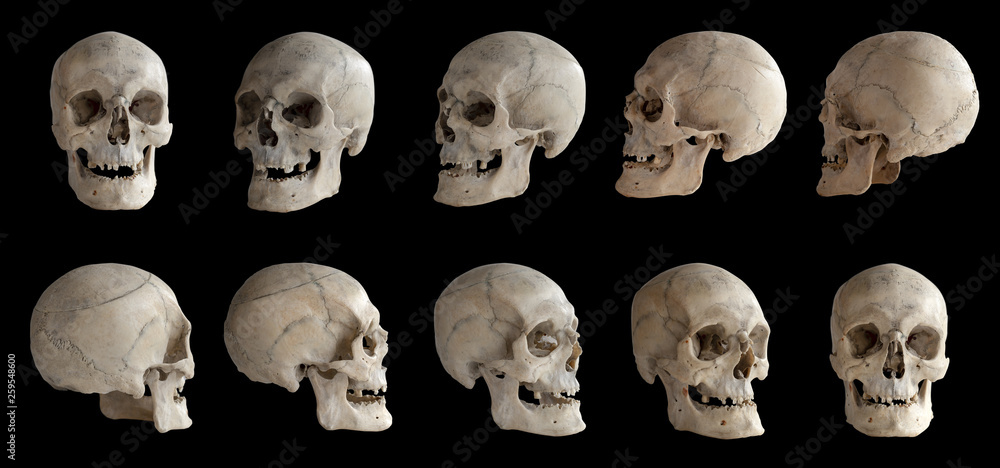 Human anatomy. Human skull. Collection of rotations of the skull. Skull at  different angles. I foto de Stock | Adobe Stock