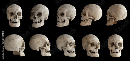 Human anatomy. Human skull. Collection of rotations of the skull. Skull at different angles. I photo