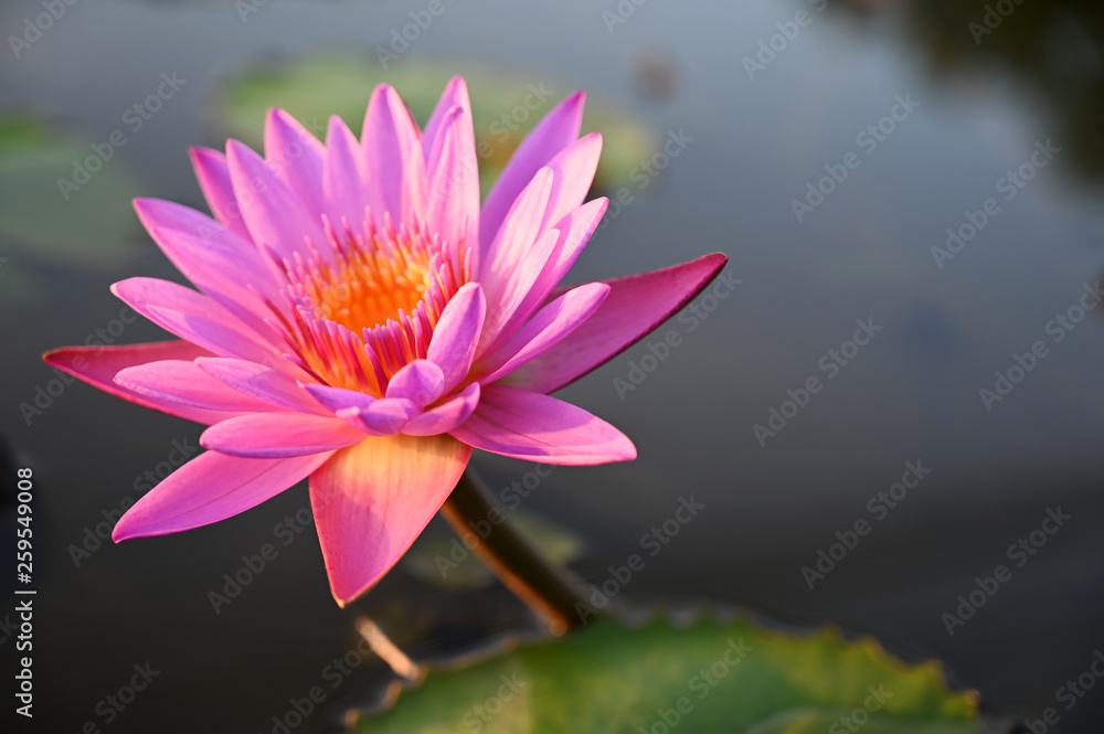 Pink lotus in the evening garden Pink lotus in the evening garden