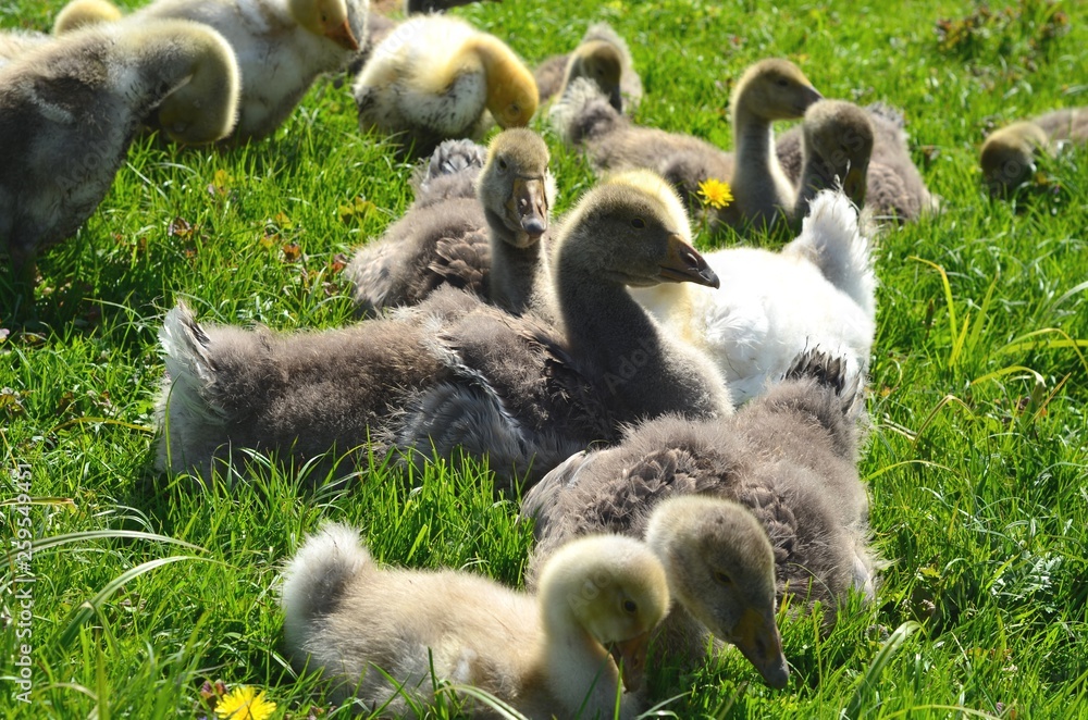 Kholmogory and Toulouse geese Kholmogory and Toulouse geese