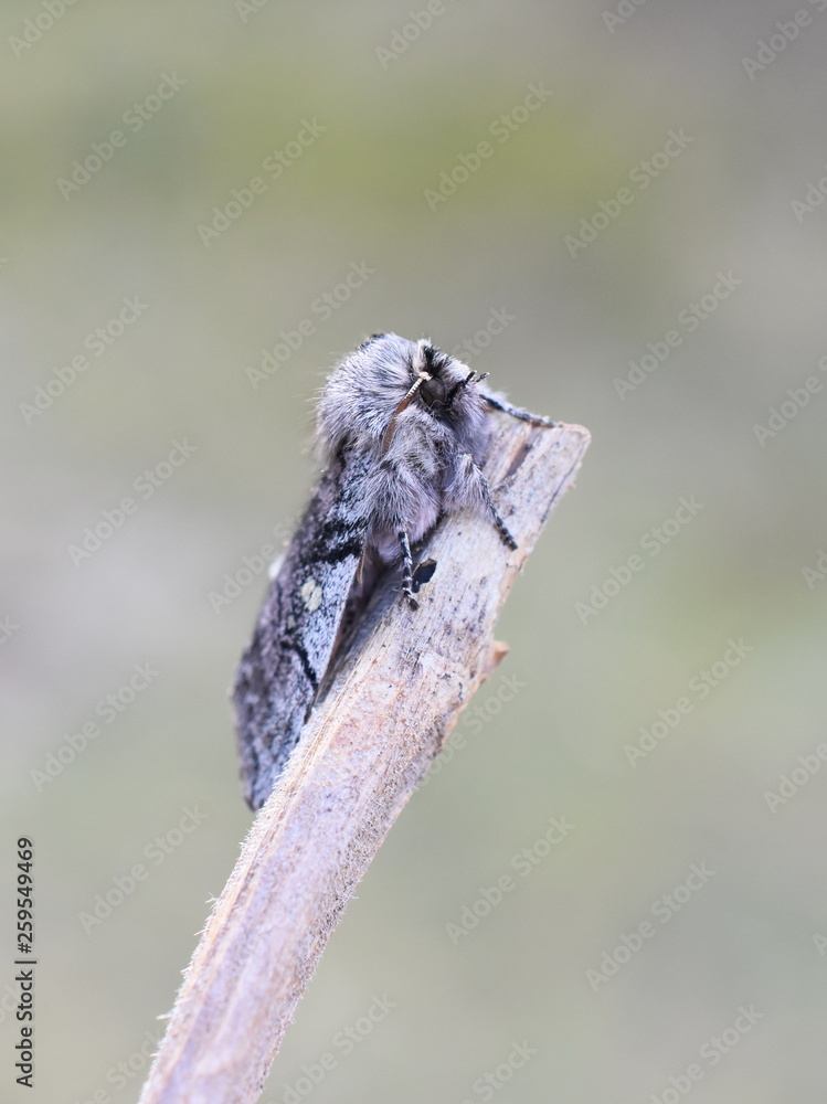 Fototapeta premium The early flying yellow horned moth Achlya flavicornis sitting on a stick