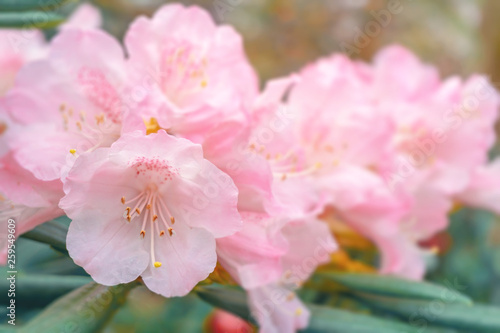  Rhododendron hirsutum bl  ht im April. Pinke Rhododendren im Fr  hling. Strauch mit bl  hendem Rhododendron.