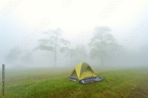 tent in forrest