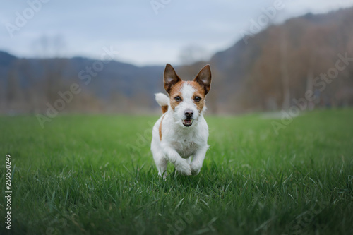 the dog runs in the grass. Pet plays in nature. Jack Russell Terrier.