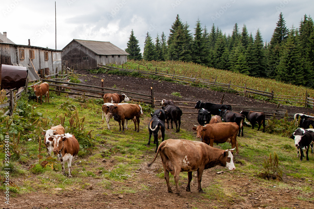 cows graze in the mountains, organic food