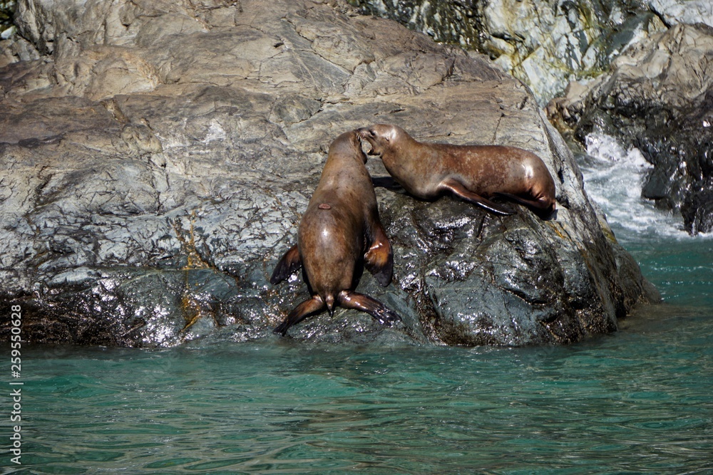 Obraz premium Sea lions colony in Alaska