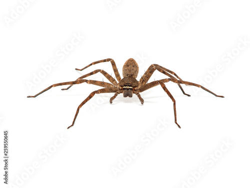 Close up on an asian wolf spider isolated on white background